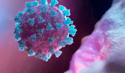 El nuevo virus infecta las células al adherirse a una proteína presente en el cuerpo de los seres humanos. Foto: difusión El nuevo virus infecta las células al adherirse a una proteína presente en el cuerpo de los seres humanos.