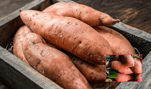 La batata, también conocida como camote, es un tubérculo originario de América Central y del Sur, cultivado y consumido desde hace miles de años. Foto: composición LR/ABC/COMPO La batata, también conocida como camote, es un tubérculo originario de América Central y del Sur, cultivado y consumido desde hace miles de años. Foto: composición LR/ABC/COMPO