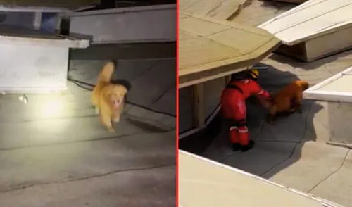 El perro de rescate se llama Rex, el cual forma parte del equipo Canino de la Fuerza de Tarea USAR La Libertad. Foto: composición LR / TikTok Rex, integrante del equipo canino de USAR La Libertad.