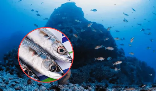 Su consumo es fundamental para mantener una piel radiante. Foto: composición LR/Produce Su consumo es fundamental para mantener una piel radiante.