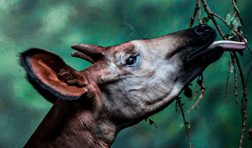 La peculiar apariencia del okapi, el mamífero que se parece a más de una especie