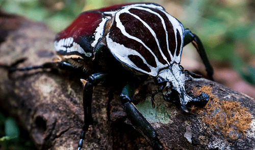La investigación indica que aproximadamente el 80% del hábitat natural del Goliathus cacicus fue destruida. Foto: Nickolas Warner/Shutterstock. la industria del cacao como causante de la extinción del insecto más grande del mundo