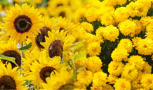 En marzo se celebrará el día de las flores amarillas en el Perú y gran parte del mundo. Foto: composición LR/difusión flores amarillas