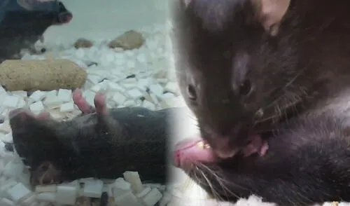 En el experimento un ratón reaccionó por instinto y trató de reanimar al ver que su compañero se encontraba inconsciente. Foto: Li Zhang En el experimento un ratón reaccionó por instinto y trató de reanimar al ver que su compañero se encontraba inconsciente.