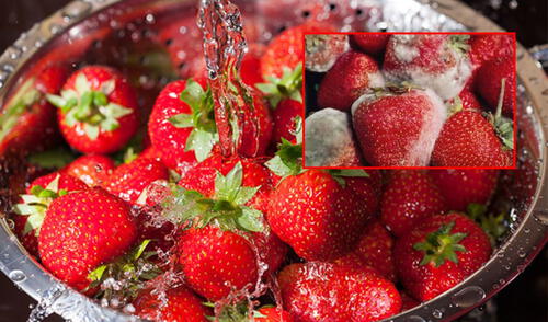 La termoterapia es un método eficaz para desinfectar fresas sin vinagre ni bicarbonato, prolongando su frescura por más de siete días mediante un baño en agua caliente a temperatura controlada. Foto: composición LR Método para desinfectar fresas