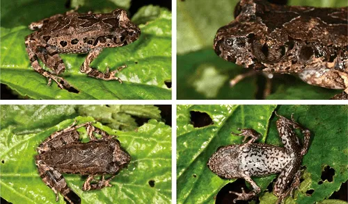 La nueva especie de sapo fue descubierta en la reserva natural del suroeste de Yunnan, en China.