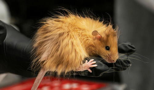 Científicos de Colossal Biosciences modificaron un ratón y ahora posee el pelaje característico de los mamuts lanudos.