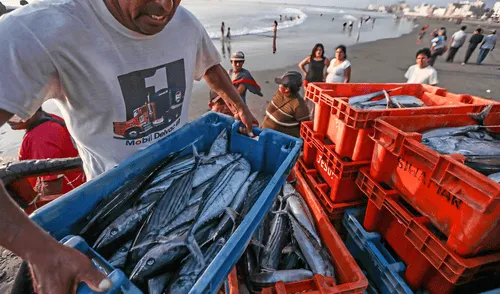 Las organizaciones de pescadores artesanales tuvieron que esperar más de año y medio para que PRODUCE emitiera el reglamento a la Ley N°31749. Foto: La República Las organizaciones de pescadores artesanales tuvieron que esperar más de año y medio para que PRODUCE emitiera el reglamento a la Ley N°31749. Foto: La República