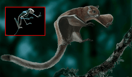 Los científicos creen que la ardilla voladora pudo haber llegado a América del Norte a través del Puente de Bering.