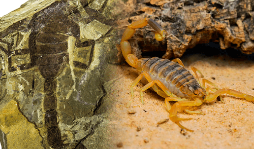 Denominado Jeholia longchengi, mide alrededor de 10 centímetros de longitud. Foto: Composición LR/NIGPAS/Ecoosfera. Científicos chinos descubren fósil de escorpión gigante que vivió hace 125 millones de años junto a dinosaurios