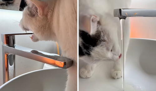 ¿Un gato ecológico? Minino sorprende al abrir el grifo para tomar agua y lo cierra solo