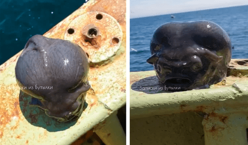 El fotógrafo Roman Fedortsov encontró a un 'pez alien' en medio del océano. Foto: composición LR/Roman Fedortsov