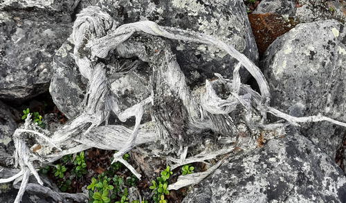 El antiguo enebro fue descubierto en la tundra de Utsjoki, en Finlandia. Foto: Marco Carrer El antiguo enebro fue descubierto en la tundra de Utsjoki, en Finlandia.
