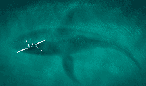 Investigadores estudiaron fósiles del Megaladon y descubrieron que posee una longitud superior a estimaciones anteriores.