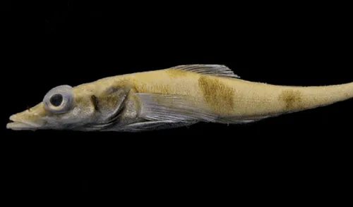 La confirmación de la nueva especie se logró a través de un análisis comparativo de ADN  con otra especie.