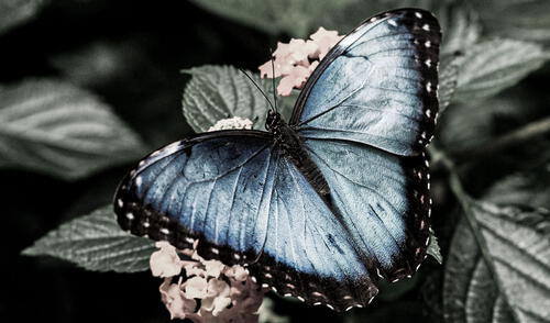 La investigación confirma lo que diversos expertos advirtieron: la desaparición no es un fenómeno aislado. Foto: Rtve. Estudio científico advierte una baja drástica de las mariposas en el mundo