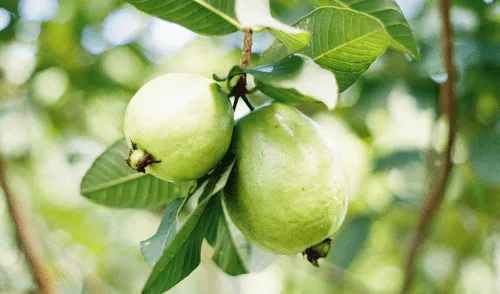 El consumo de esta fruta ofrece muchos beneficios al organismo.