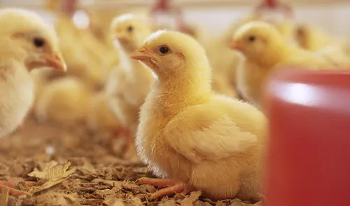 Con una aplicación fácil y residuos reducidos, esta tecnología favorece el enfoque “One Health”, asegurando la salud de animales. Fuente: Difusión. Con una aplicación fácil y residuos reducidos, esta tecnología favorece el enfoque “One Health”, asegurando la salud de animales.