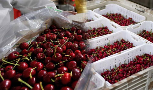 China ordena destruir 1.300 contenedores de cerezas chilenas: pérdidas superan los 100 millones de dólares