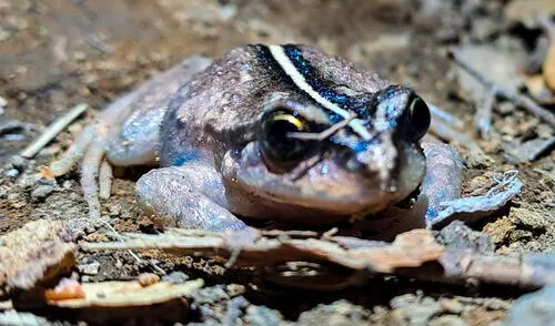 Esta especie fue originalmente descrita en 1902 por el naturalista Rodulfo Amando Philippi. Foto: Naturalist. Investigadores en Sudamérica redescubren una especie de rana aparentemente desaparecida hace más de 130 años