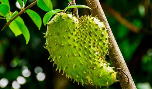 Los compuestos de la guanábana juegan un papel en la protección de las células. Foto: Finedining Lovers La fruta que crece en América Latina, tiene un gran contenido antioxidante y reduce el riesgo de enfermedades