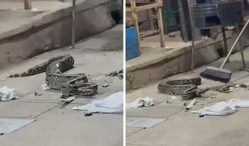 Clientes quedan en shock al encontrar una boa en una parrilla de San Martín: "Quería bailar"