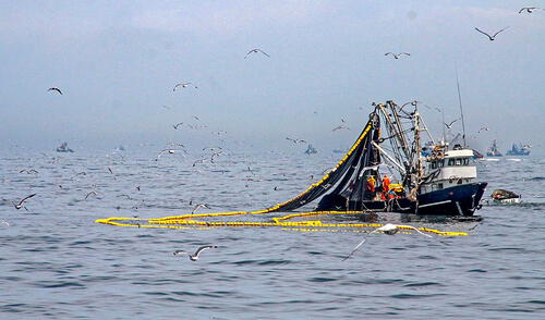 Pescadores industriales solicitan cambió a la Ley de Extinción de Dominio. Foto: LR Pescadores industriales solicitan cambió a la Ley de Extinción de Dominio. Foto: LR