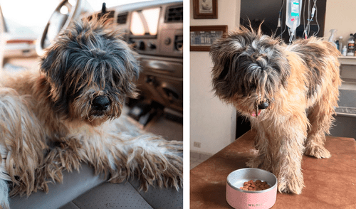 El caso de la perrita callejera hallada en Baja California Sur se viralizó en TikTok. Foto: composición LR/Expedition Ola El caso de la perrita callejera hallada en Baja California Sur se viralizó en TikTok. Foto: composición LR/Expedition Ola