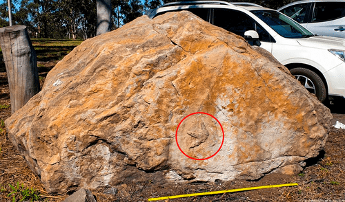 El descubrimiento ofrece una visión única del comportamiento y el entorno de estos dinosaurios. Foto: University of Queensland/AFP Científicos descubren las huellas de más de 40 dinosaurios en una roca que mineros habían donado a un colegio