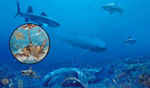 El prehistórico tiburón descubierto por los científicos mide entre 7 y 10 centímetros. Foto: difusión El prehistórico tiburón descubierto por los científicos mide entre 7 y 10 centímetros.