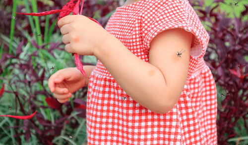 El dengue es una enfermedad viral que se transmite por la picadura del mosquito Aedes aegypti. Foto: Freepik. Estudio científico revela que la respuesta inmune infantil podría impulsar nuevas vacunas contra el dengue