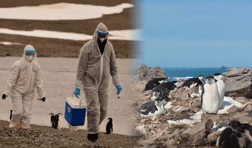 El virus de la gripe aviar fue hallada en 9 especies de aves y 4 especies de mamíferos marinos. Foto: composición LR/difusión El virus de la gripe aviar fue hallada en 9 especies de aves y 4 especies de mamíferos marinos.