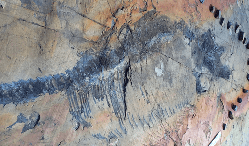 Encuentran fósil de  ictiosaurio embarazada