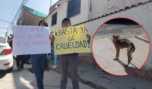 Canes estarían siendo criados para ser vendidos en chacras, según denunciaron activistas. Foto: Leonela Aquino - La República.