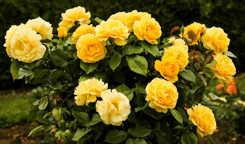 Estas son tarjetas y mensajes inspiradores para acompañar tus flores amarillas en México.Foto: composición LR