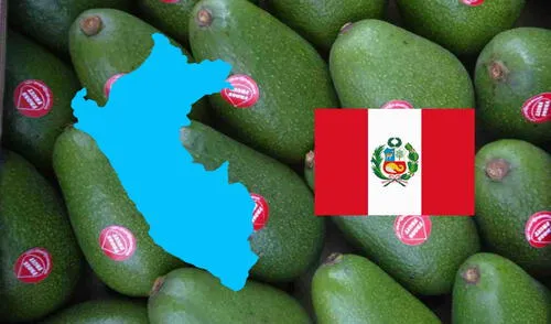 Perú es uno de los principales exportadores de palta en el mundo, junto con México y Chile. Foto: Andina/LR Perú es uno de los principales exportadores de palta en el mundo, junto con México y Chile. Foto: Andina/LR