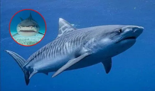 Benito, el tiburón tigre de 13 años que fue uno de los íconos del Acuario de Veracruz, falleció el 18 de febrero debido a una hemorragia interna.