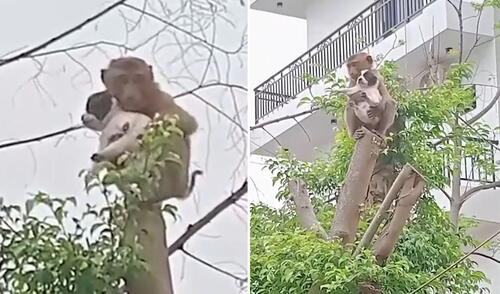 Monito sorprende al cargar a perrito y llevarlo hasta lo más alto de árbol: “Llamen a los Paw Patrol”