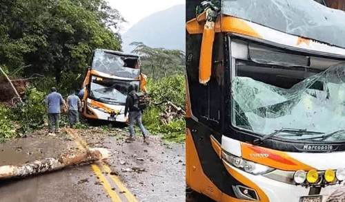 Lluvias en Pasco causan deslizamiento de tierra, árbol cae sobre ómnibus Móvil Bus. Foto: Ebo Noticias