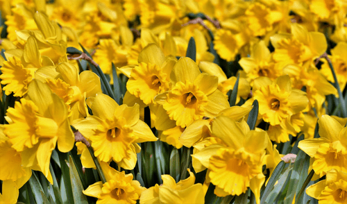 Regalar flores amarillas sirve para expresar afecto hacia parejas, amigos e incluso familiares.