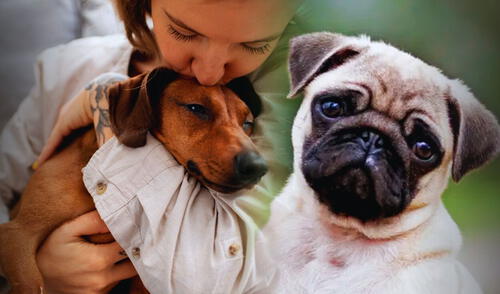Los perros ya no volverán a ser los mismos de antes: estudio revela que están evolucionando debido a la forma en que están siendo tratados. Foto: composición LR/GettyImages. Perros | evolución de los perros | humanos | estudio científico | Universidad de Linköping