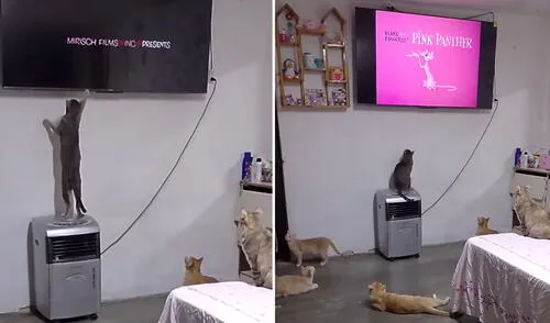 “Son muy inteligentes", resaltó autora de clip viral. Foto: composición LR/ TikTok Tierno gatito aprendió a encender la TV para ver La Pantera Rosa: "Hasta se sabe el horario"