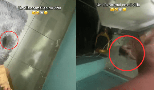 Rata se le sube a pierna mientras intentaba ahuyentarla y se vuelve viral en redes sociales