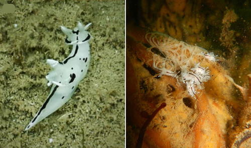 Hallazgo sin precedentes en mar de Huarmey: científicos peruanos descubren molusco jamás registrado en aguas de Perú