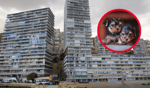 Los animales, de raza yorkshire terrier, cayeron a la calle de forma estrepitosa.