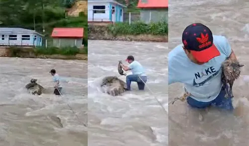 Animalito maullaba en medio del río Vizcarra hasta que llegó el sereno, en Huánuco. Foto: composición LR/difusión Río Vizcarra en Huánuco