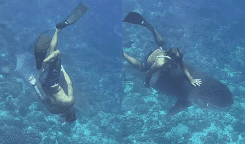 El deportista insta a la precaución al bucear con tiburones y enfatiza que las inmersiones deben realizarse con supervisión profesional y con total atención. Foto: composición LR/Denis Grosmaire/Instagram. Buzo graba el momento exacto en que casi es mordido por un tiburón en la Polinesia Francesa