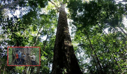 Con 88,5 metros de altura y un tronco de 9,9 metros de circunferencia, este árbol equivale a un edificio de 30 pisos y es el más alto registrado en Sudamérica. Foto: composición LR/De Último Minuto/Coolt Con 88,5 metros de altura y un tronco de 9,9 metros de circunferencia, este árbol equivale a un edificio de 30 pisos y es el más alto registrado en Sudamérica. Foto: composición LR/De Último Minuto/Coolt