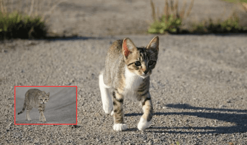 Los gatos tienen la particularidad de caminar en círculos debido a varios factores. Foto: composición LR/Las Provincias/Experto Animal