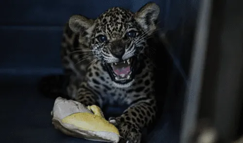 Los cachorros no podrán volver a su hábitat natural, pues no sobreviviran por sí mismos en su entorno natural. Foto: Gobierno Regional de Ucayali